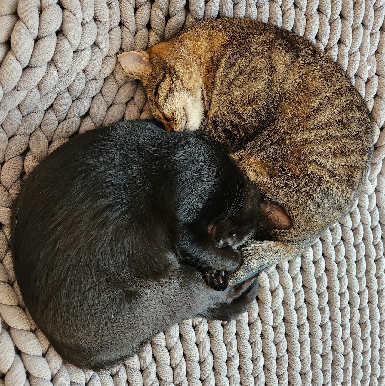 Two cats curled up together